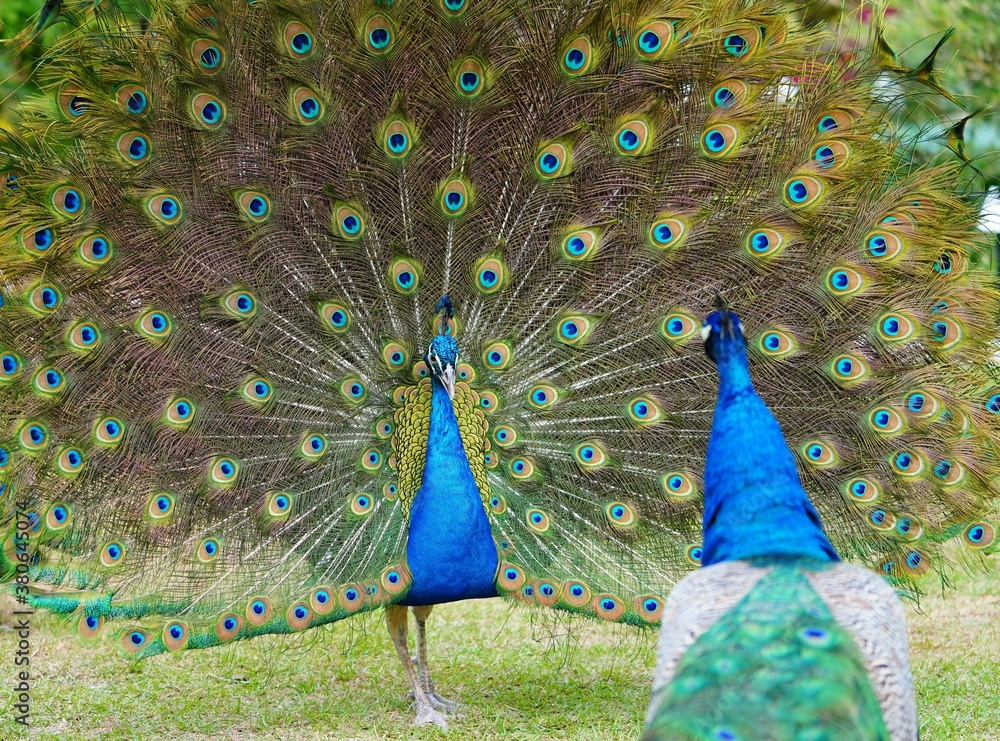 Obraz premium Colorful green and blue male peacock bird with its plume feathers tail fully opened