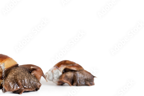 Helix Pomatia Snail with brown striped shell  crawl isolated on a white background Helix Pomatia space for text. macro