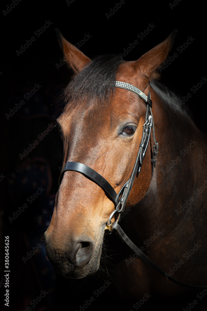 portrait of a horse portrait of a horse
