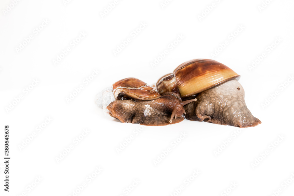 Two snails hugging. Isolated medical snail on white background. The photo has free space for your text. Two snails hugging. Isolated medical snail on white background. The photo has free space for your text.