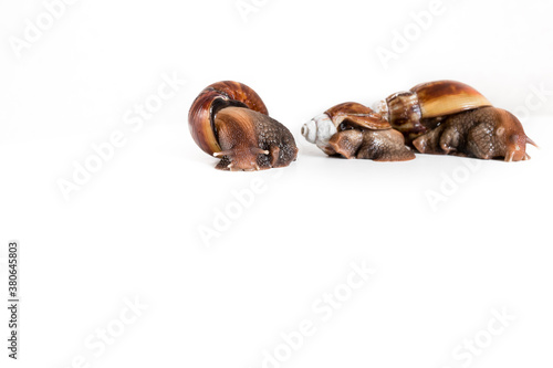 Horizontal photo of a family of snails located on a white background. Snail farming business. Free space for your text. Isolated snails