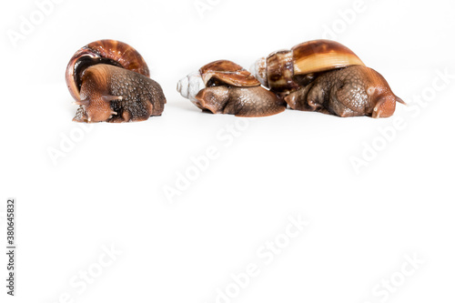 Isolated snails on white background. In the photo above, there is a tight snail below the free space for your text