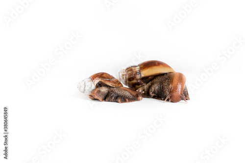 Two snails climb each other. High-quality photography of medical snails on the white background