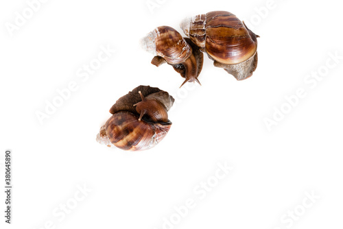Three snails on a white background. Quality isolated snails. Top view of photo has empty space for text. Snails that are accepted in medicine and cosmetology