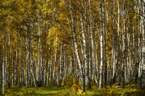 Golden autumn in a birch grove. Colorful red yellow orange foliage and white birch trunks. Sunny day in the forest during the fall season. Autumn landscape background.