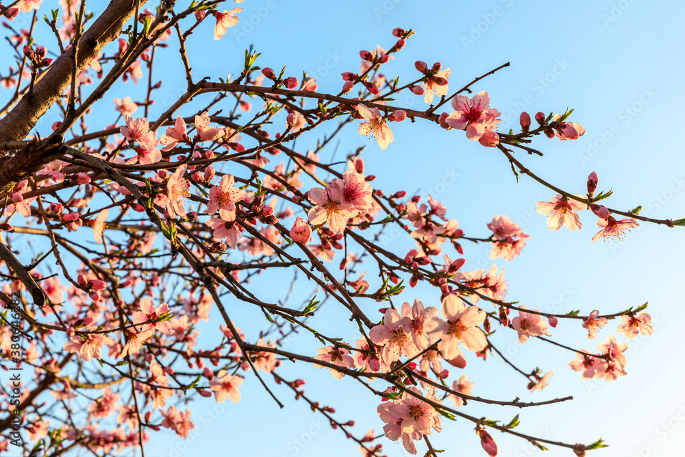 Peach blossoms blooming in the spring garden, China Peach blossoms blooming in the spring garden, China