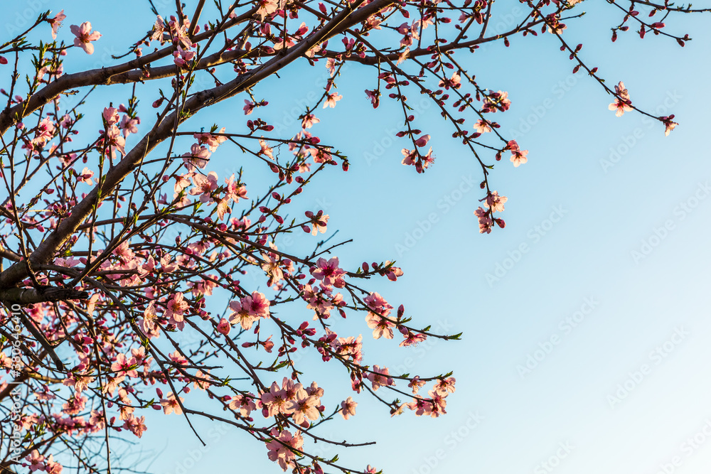 Peach blossoms blooming in the spring garden, China Peach blossoms blooming in the spring garden, China
