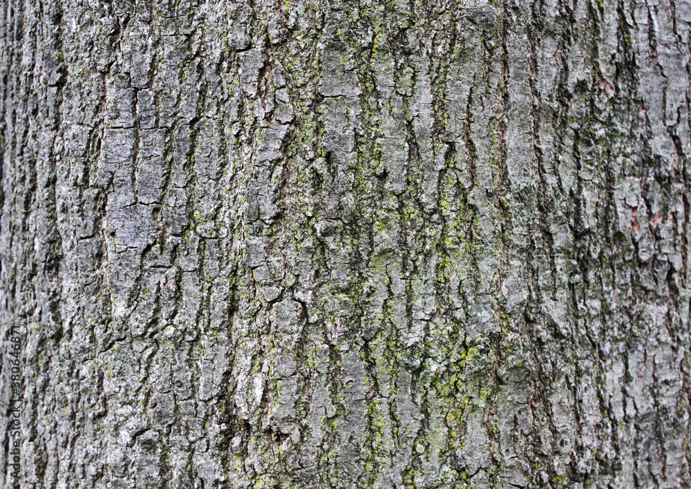 Tree bark texture rough surface