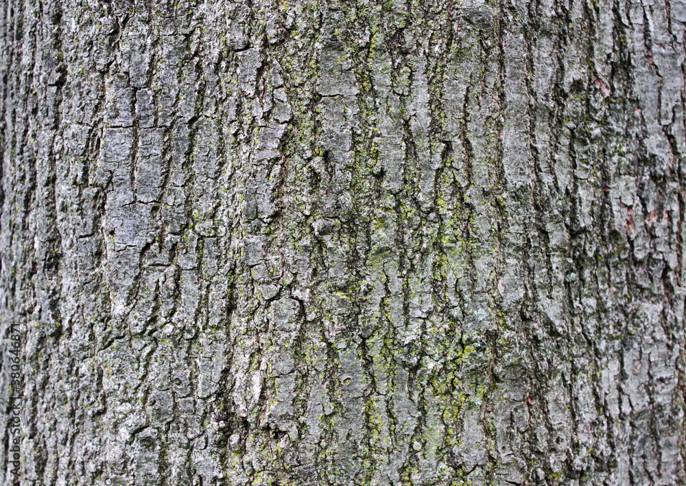 Obraz premium Tree bark texture rough surface