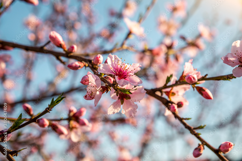 Peach blossoms blooming in the spring garden, China Peach blossoms blooming in the spring garden, China