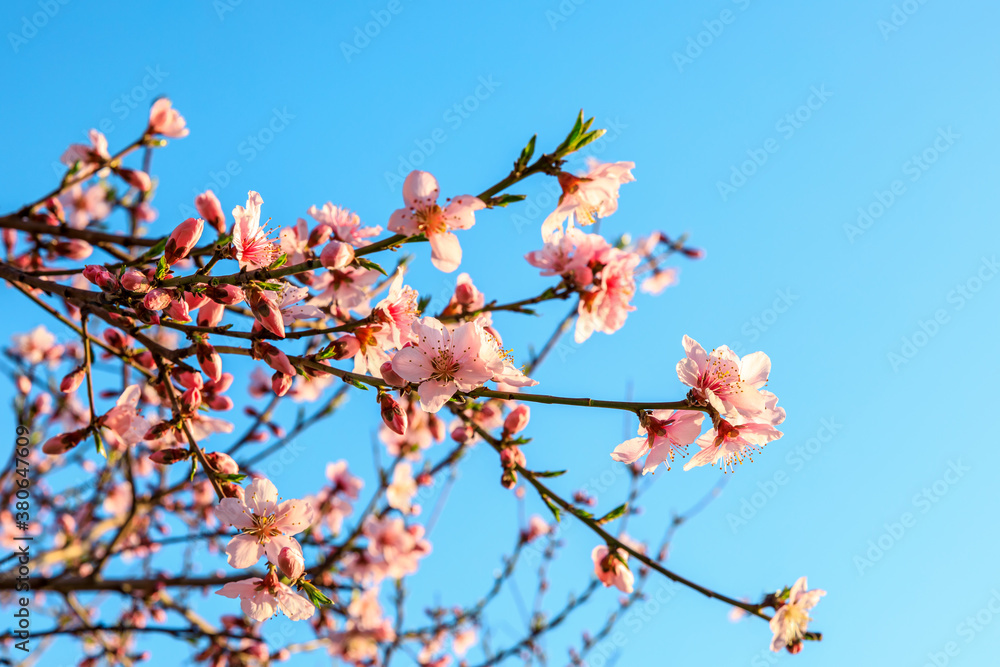 Peach blossoms blooming in the spring garden, China Peach blossoms blooming in the spring garden, China