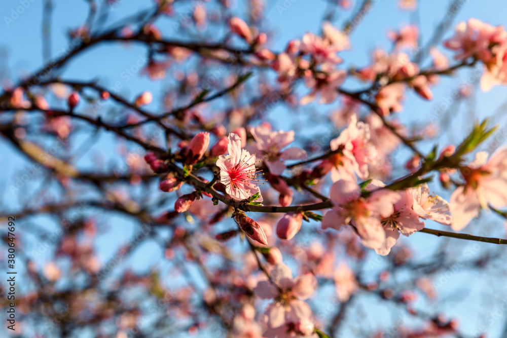 Peach blossoms blooming in the spring garden, China Peach blossoms blooming in the spring garden, China