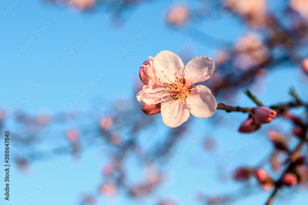 Peach blossoms blooming in the spring garden, China Peach blossoms blooming in the spring garden, China