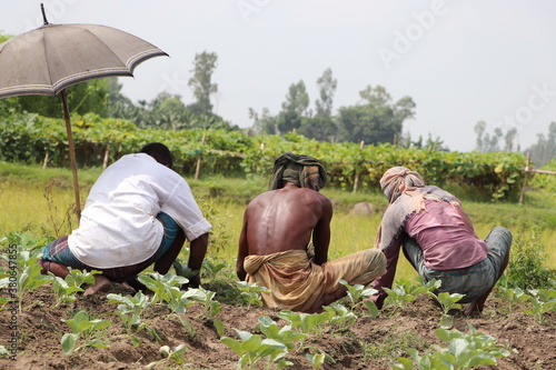 Backside view of three asian farm laborers weeding out at a cauliflower field on sunny day. Farmers working on the field together photo