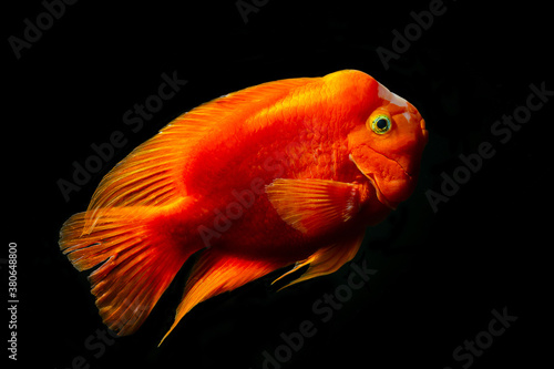 Red blood parrot cichlid are swimming in fish tank. it is a freshwater fish, hybrid cichlid by crossing midas cichlid (Amphilophus citrinellus) and the redhead cichlid (Paraneetroplus synspilus) .