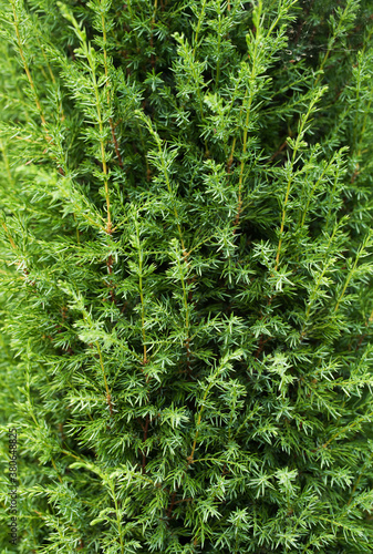 Texture  background of green cypress. Beautiful thuja with long needles close-up. Garden plant  shrub.