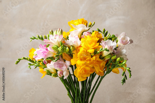 Beautiful colorful blooming freesias against grey background