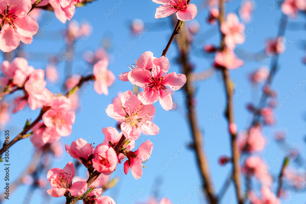 Peach blossoms blooming in the spring garden, China Peach blossoms blooming in the spring garden, China