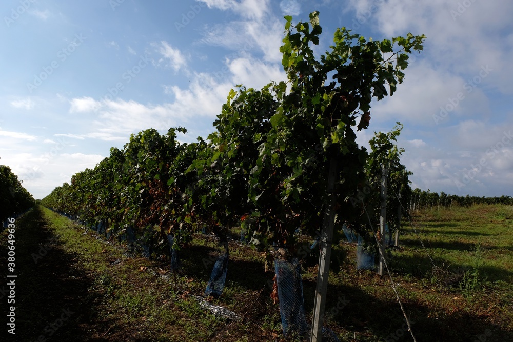 Vignoble de l'île de Ré en Charente-Maritime Vignoble de l'île de Ré en Charente-Maritime