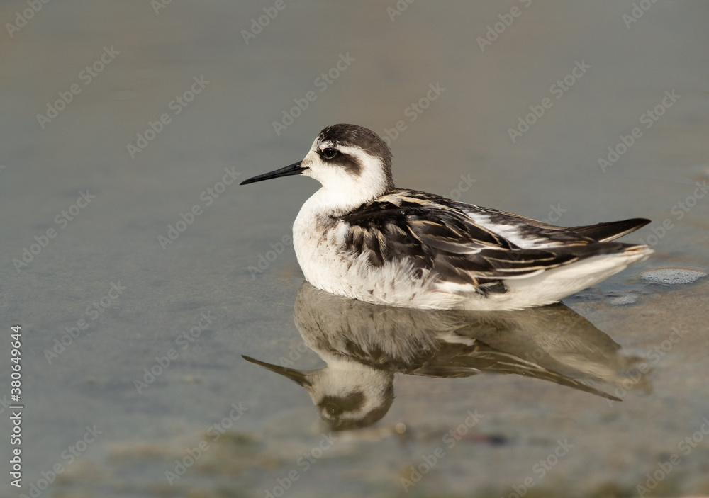 Red-necked phalarope swimming at Asker Marsh, Bahrain Red-necked phalarope swimming at Asker Marsh, Bahrain