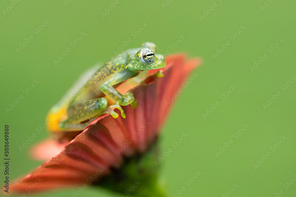 Sachatamia albomaculata is a species of frog in the family Centrolenidae. It is found in Honduras, Costa Rica, Panama, western Colombia, and northwestern Ecuador Sachatamia albomaculata is a species of frog in the family Centrolenidae. It is found in Honduras, Costa Rica, Panama, western Colombia, and northwestern Ecuador