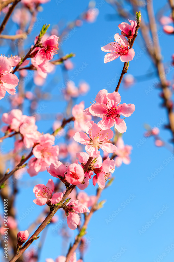 Peach blossoms blooming in the spring garden, China Peach blossoms blooming in the spring garden, China