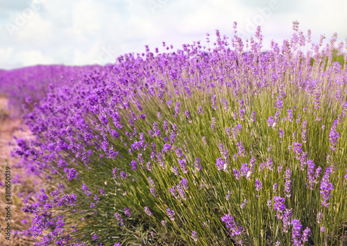 Beautiful lavender flowers growing in spring field