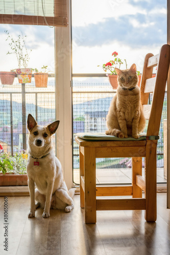 Cat and dog paying i indoor candide shot