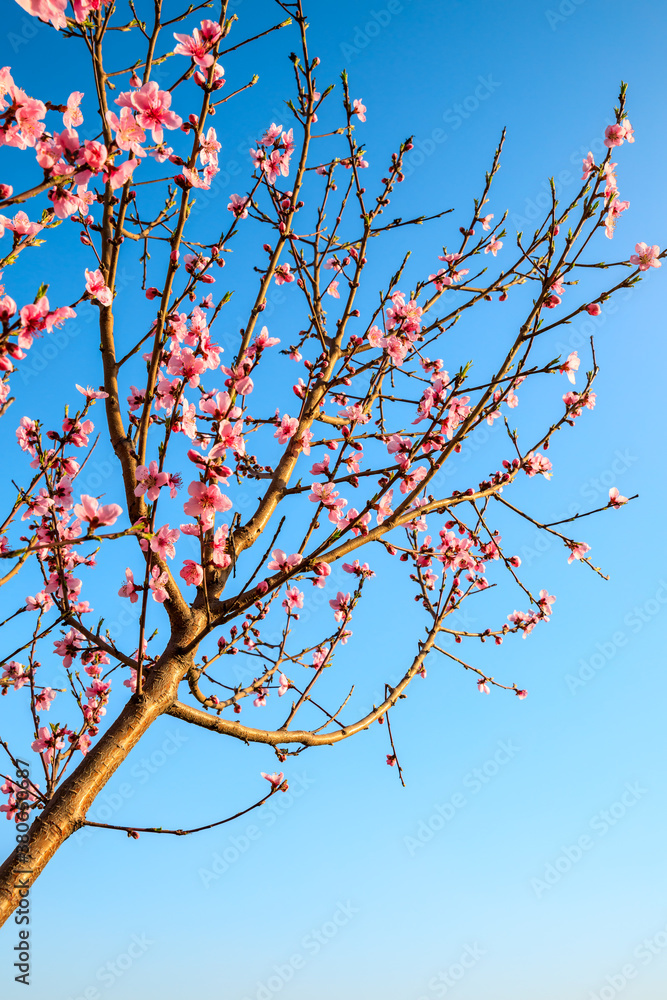 Peach blossoms blooming in the spring garden, China Peach blossoms blooming in the spring garden, China