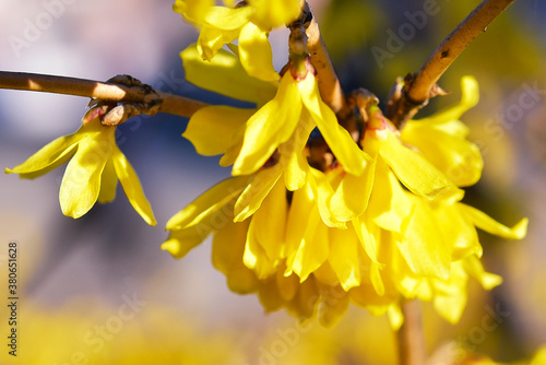 The world of flowering plants