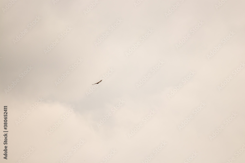 Common buzzard flying on cloudy day