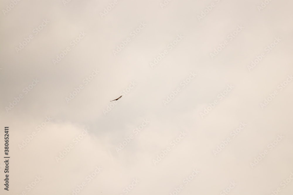 Common buzzard flying on cloudy day Common buzzard flying on cloudy day