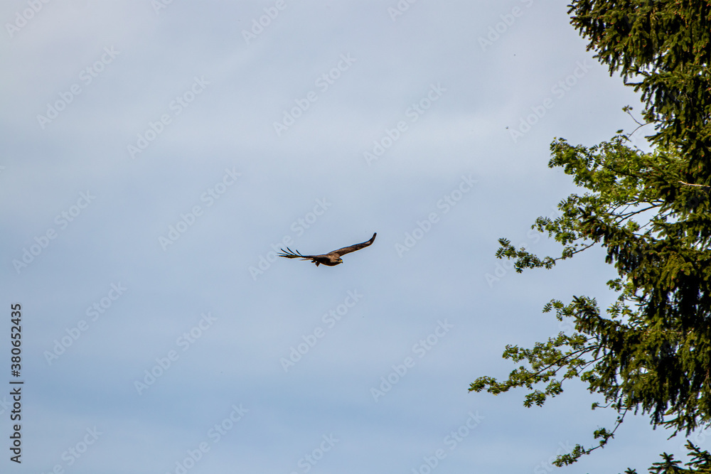 Buteo buteo flying through sky Buteo buteo flying through sky