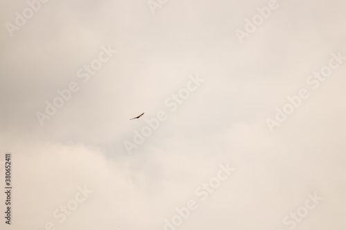 Common buzzard flying on cloudy day