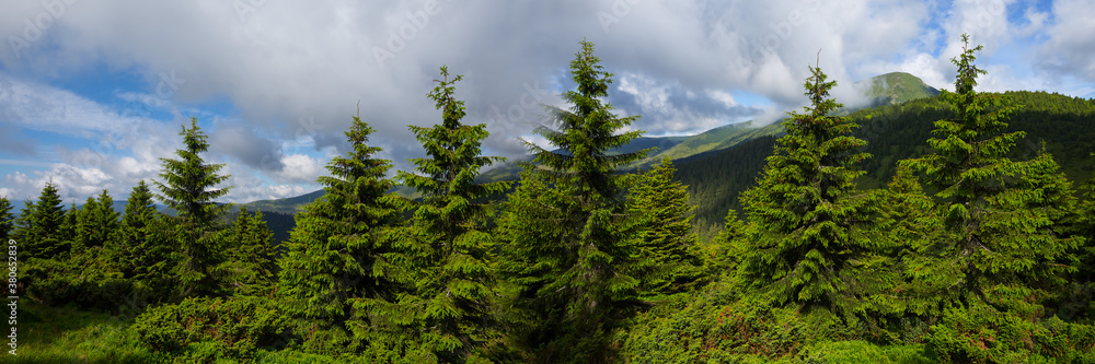 green mountains with fir forest under a cloudy sky, summer mountain travel background