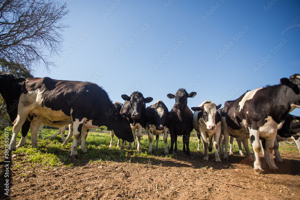 Close up wide angle view of Friesland cows in a meadow on a dairy farm.