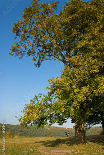 Bunter Laubbaum im Herbst auf der Lutzelburg photo