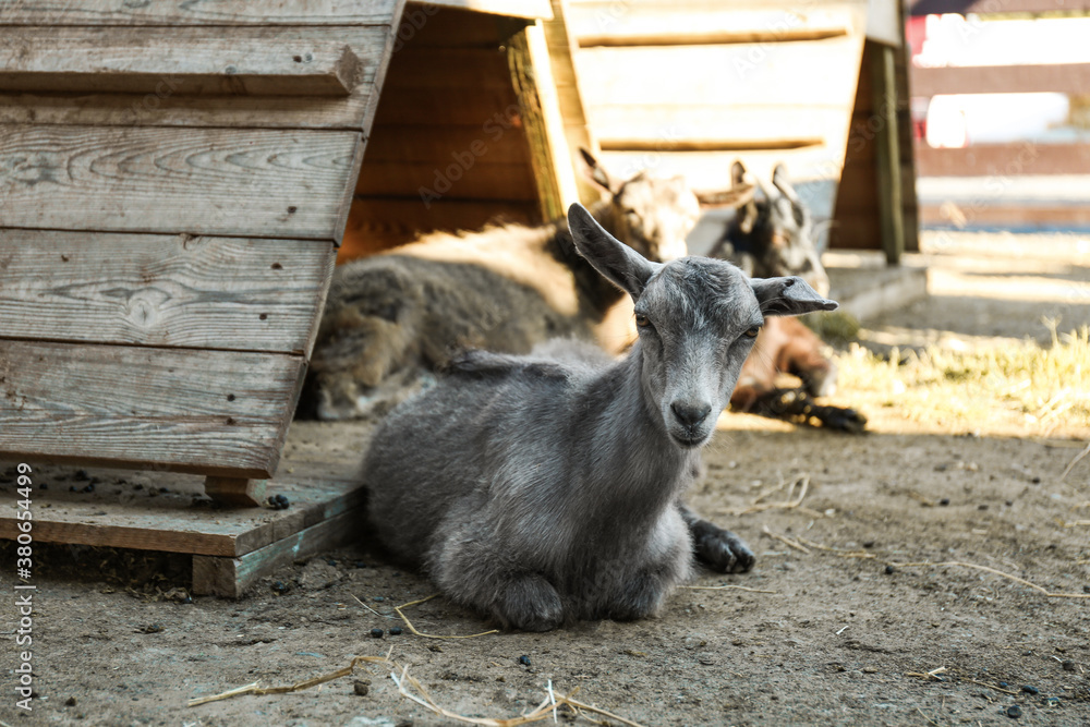 Cute little goatling on farm. Animal husbandry Cute little goatling on farm. Animal husbandry