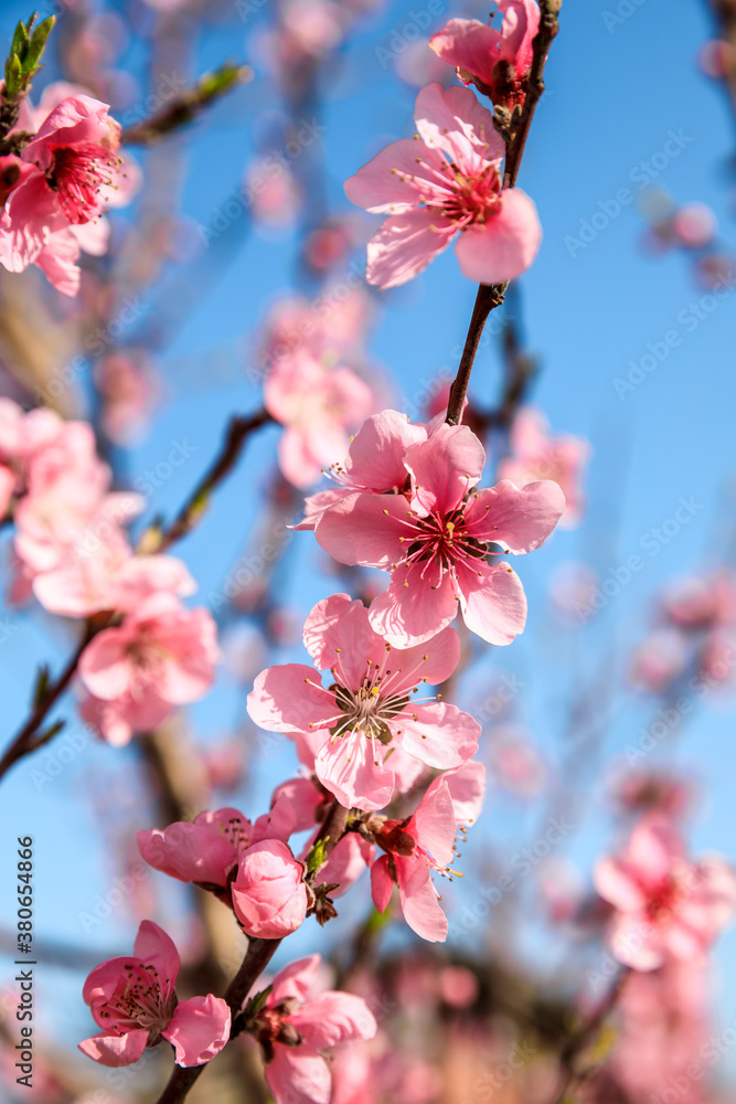 Peach blossoms blooming in the spring garden, China Peach blossoms blooming in the spring garden, China