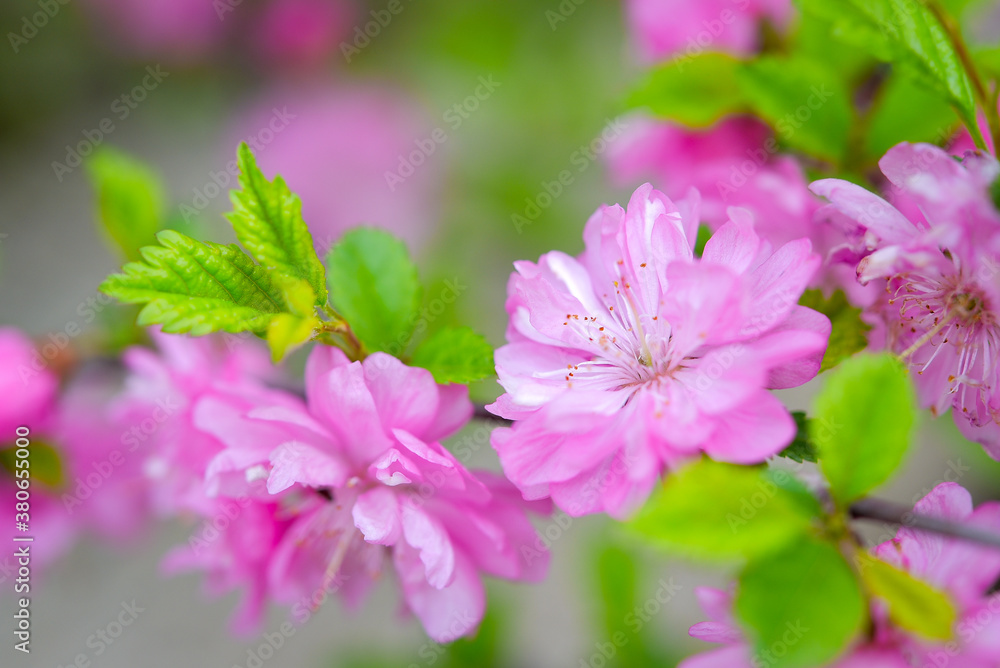 The world of flowering plants The world of flowering plants