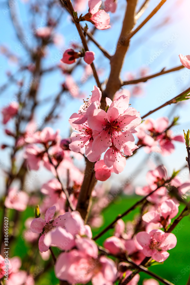 Peach blossoms blooming in the spring garden, China Peach blossoms blooming in the spring garden, China