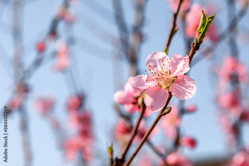 Peach blossoms blooming in the spring garden, China Peach blossoms blooming in the spring garden, China