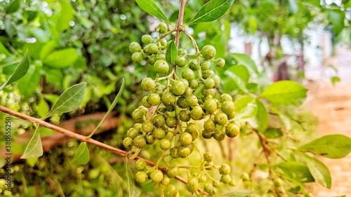 Quadro su tela Henna (Lawsonia inermis) plant and green leaves, bunch of green blooming greenish buds, seeds flowers