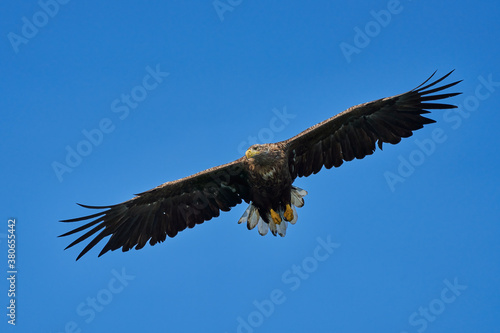 close-up of an european sea eagle flying in the blue sky with wide spreaded wings