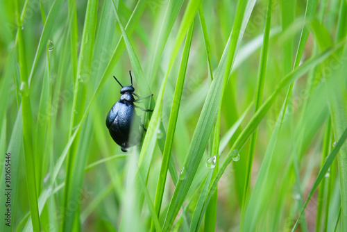 macroworld of insects and plants