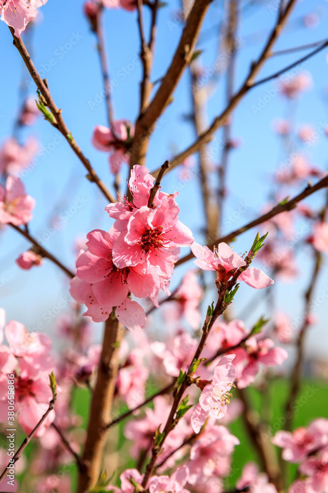 Peach blossoms blooming in the spring garden, China Peach blossoms blooming in the spring garden, China