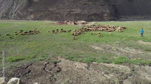 Herd of livestock including goats and sheep are returning back to the cattle shed in the evening at Shujerav pasture in Shimshal valley. photo