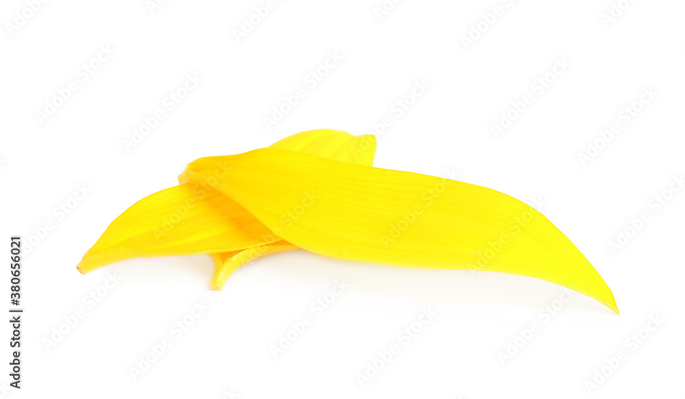 Fresh yellow sunflower petals isolated on white Fresh yellow sunflower petals isolated on white