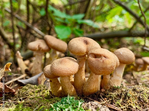 Edible mushrooms in the autumn beautiful forest grow on hemp Rich harvest