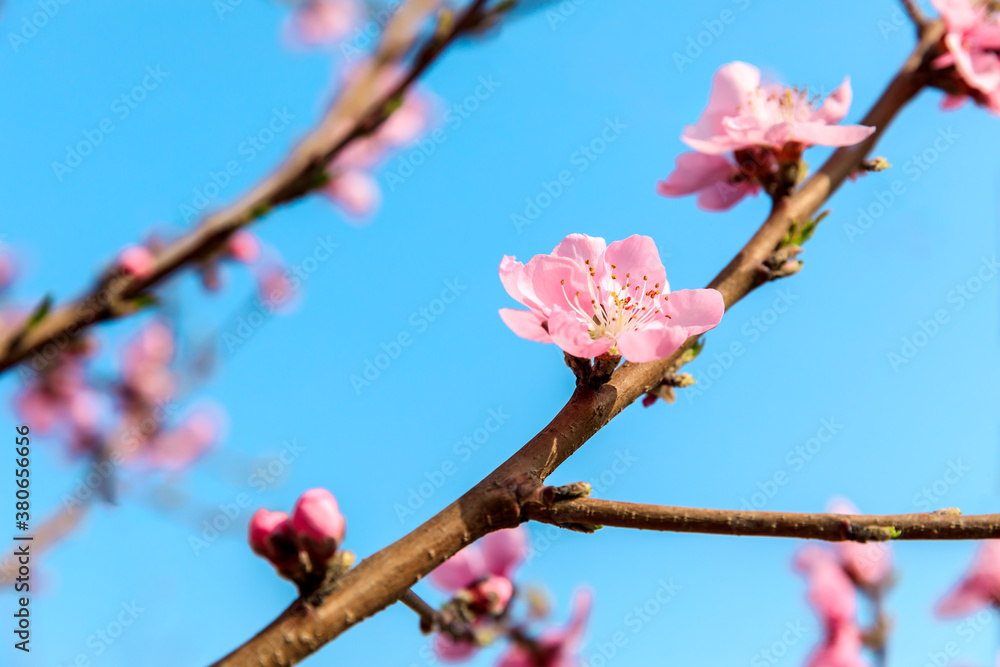 Peach blossoms blooming in the spring garden, China Peach blossoms blooming in the spring garden, China